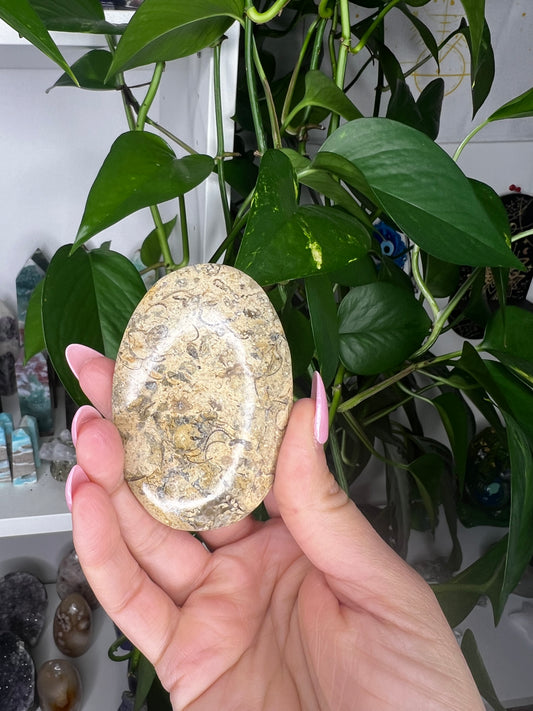Fossil Coral Palm Stone